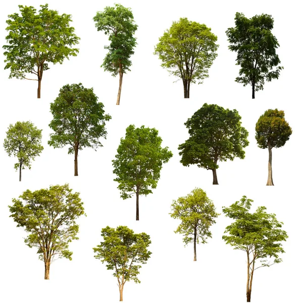 İzole edilmiş yeşil ağaç kümesi beyaz bir arkaplanda yer almaktadır. İzole edilmiş yeşil ağaç kümesi beyaz zemin üzerinde tropikal ağaçta toplanmaktadır.