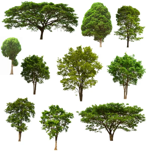 İzole edilmiş yeşil ağaç kümesi beyaz bir arkaplanda yer almaktadır. İzole edilmiş yeşil ağaç kümesi beyaz zemin üzerinde tropikal ağaçta toplanmaktadır.
