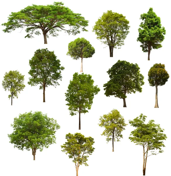 独立的绿树集位于白色背景上 收集白色背景上的独立绿树 — 图库照片