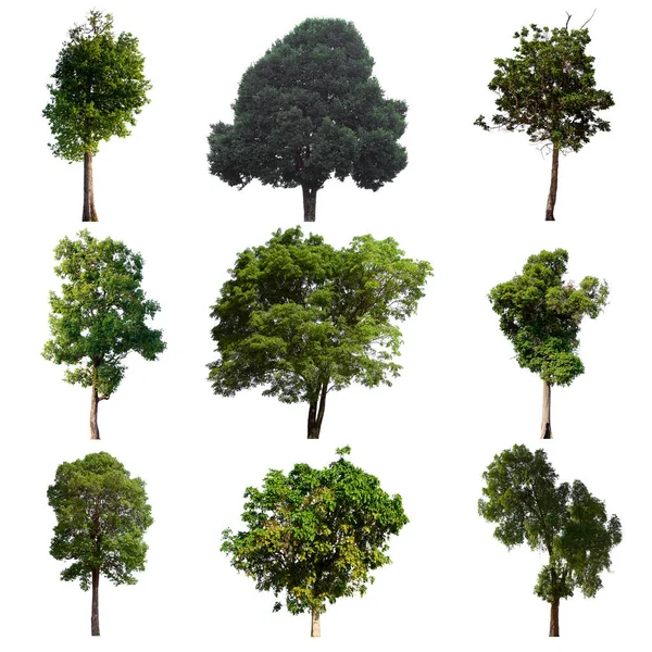 İzole edilmiş yeşil ağaç kümesi beyaz bir arkaplanda yer almaktadır. İzole edilmiş yeşil ağaç kümesi beyaz zemin üzerinde tropikal ağaçta toplanmaktadır.