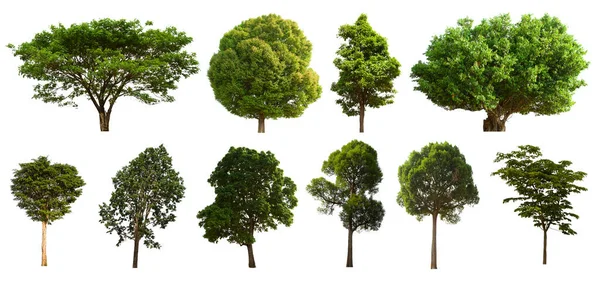 İzole edilmiş yeşil ağaç kümesi beyaz bir arkaplanda yer almaktadır. İzole edilmiş yeşil ağaç kümesi beyaz zemin üzerinde tropikal ağaçta toplanmaktadır.
