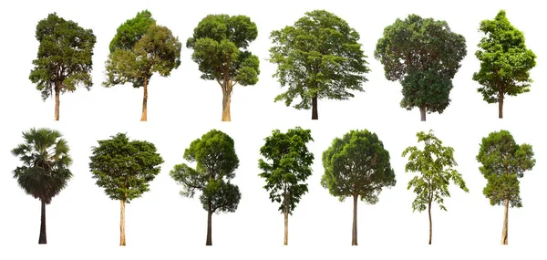 İzole edilmiş yeşil ağaç kümesi beyaz bir arkaplanda yer almaktadır. İzole edilmiş yeşil ağaç kümesi beyaz zemin üzerinde tropikal ağaçta toplanmaktadır.