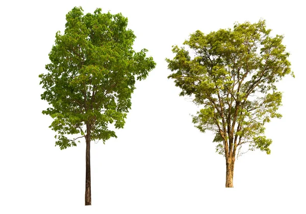 İzole edilmiş yeşil ağaç kümesi beyaz bir arkaplanda yer almaktadır. İzole edilmiş yeşil ağaç kümesi beyaz zemin üzerinde tropikal ağaçta toplanmaktadır.