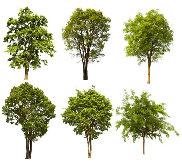 Izolovaný Strom Zelená Nachází Bílém Pozadí Kolekce Izolovaného Stromu Bílém — Stock fotografie