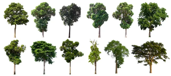 Ізольоване Дерево Зелене Розташоване Білому Тлі Колекція Ізольованого Дерева Білому — стокове фото