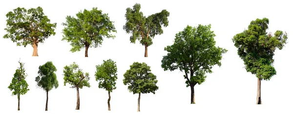 İzole edilmiş ağaç yeşili beyaz arkaplanda yer almaktadır. Beyaz arkaplanda izole edilmiş ağaç koleksiyonu