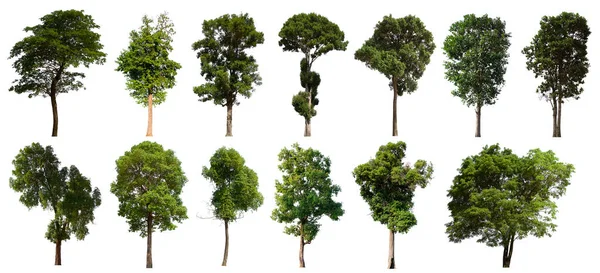 İzole edilmiş ağaç yeşili beyaz arkaplanda yer almaktadır. Beyaz arkaplanda izole edilmiş ağaç koleksiyonu