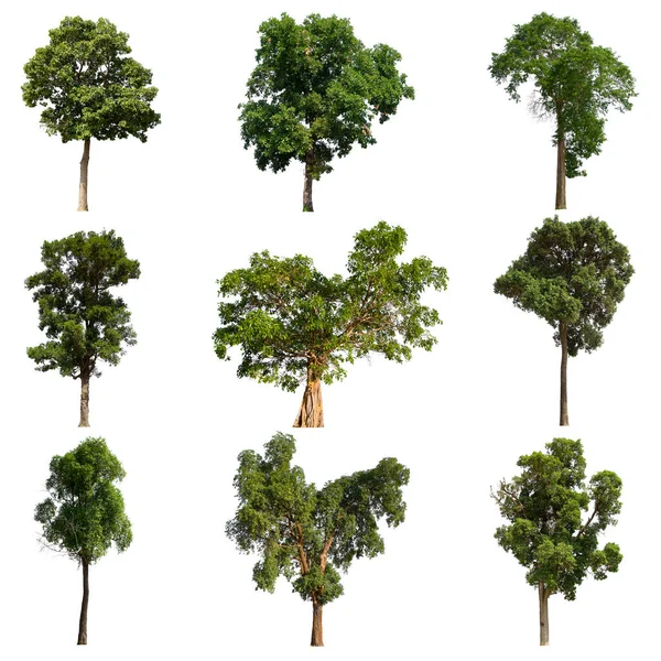 Isolated Tree Green Set Located White Background Collection Isolated Tree — Stock Photo, Image