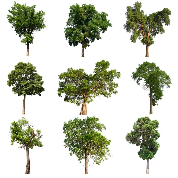 Isolated Tree Green Set Located White Background Collection Isolated Tree — Stock Photo, Image