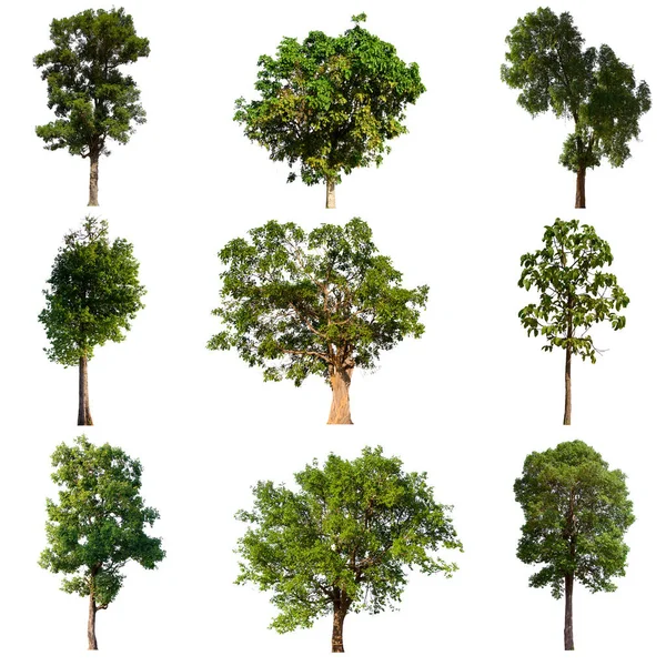 isolated tree green set is located on a white background.Collection of isolated tree green on white background Tropical tree
