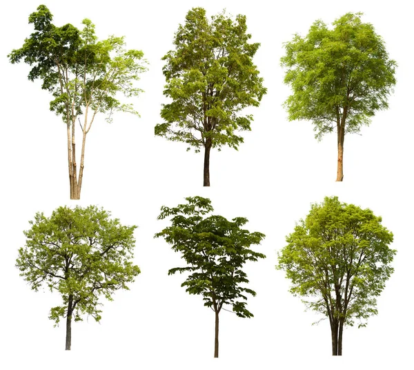 İzole edilmiş yeşil ağaç kümesi beyaz bir arkaplanda yer almaktadır. İzole edilmiş yeşil ağaç kümesi beyaz zemin üzerinde tropikal ağaçta toplanmaktadır.