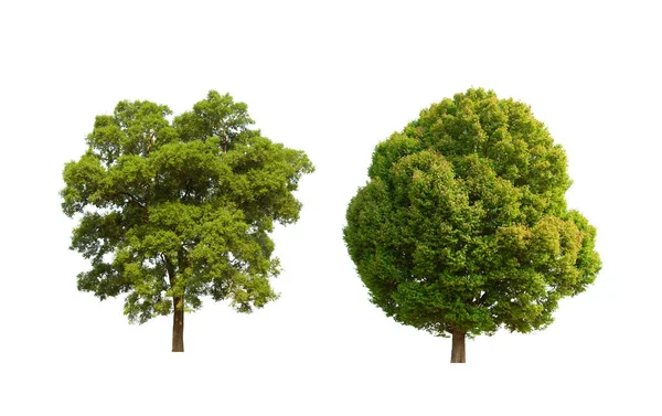 Зеленый Набор Изолированных Деревьев Расположен Белом Фоне — стоковое фото