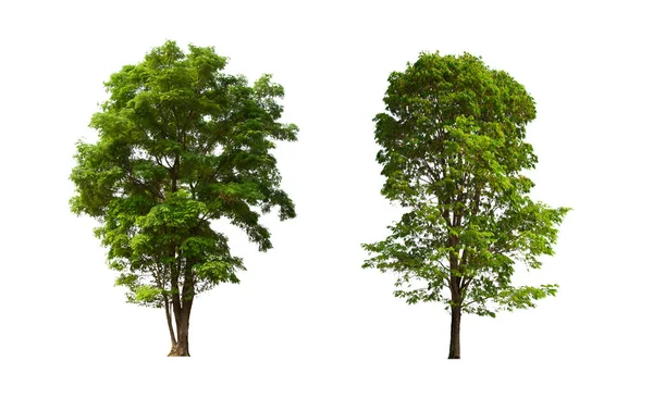 İzole edilmiş yeşil ağaç kümesi beyaz bir arkaplanda yer almaktadır. İzole edilmiş yeşil ağaç kümesi beyaz zemin üzerinde tropikal ağaçta toplanmaktadır.
