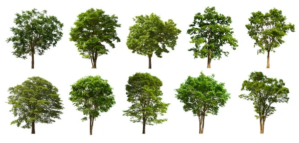 Isolated Tree Green Set Located White Background Collection Isolated Tree — Stock Photo, Image