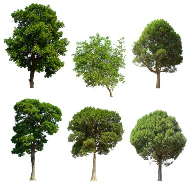 İzole edilmiş yeşil ağaç kümesi beyaz bir arkaplanda yer almaktadır. İzole edilmiş yeşil ağaç kümesi beyaz zemin üzerinde tropikal ağaçta toplanmaktadır.