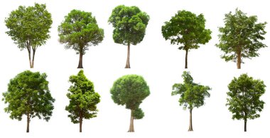 İzole edilmiş yeşil ağaç kümesi beyaz bir arkaplanda yer almaktadır. İzole edilmiş yeşil ağaç kümesi beyaz zemin üzerinde tropikal ağaçta toplanmaktadır.