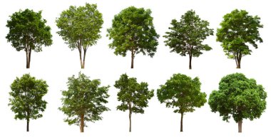 İzole edilmiş yeşil ağaç kümesi beyaz bir arkaplanda yer almaktadır. İzole edilmiş yeşil ağaç kümesi beyaz zemin üzerinde tropikal ağaçta toplanmaktadır.