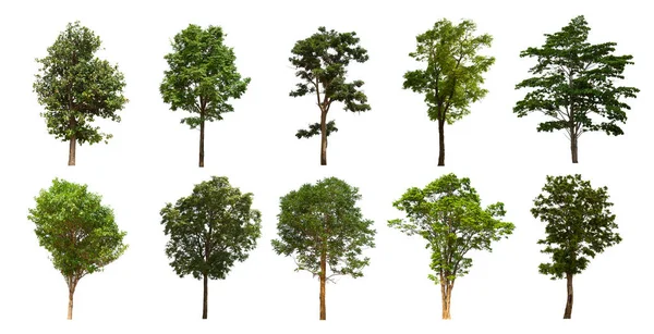 İzole edilmiş yeşil ağaç kümesi beyaz bir arkaplanda yer almaktadır. İzole edilmiş yeşil ağaç kümesi beyaz zemin üzerinde tropikal ağaçta toplanmaktadır.