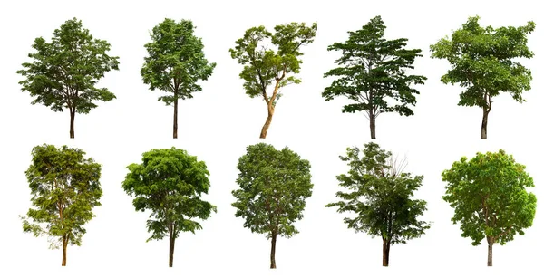 İzole edilmiş yeşil ağaç kümesi beyaz bir arkaplanda yer almaktadır. İzole edilmiş yeşil ağaç kümesi beyaz zemin üzerinde tropikal ağaçta toplanmaktadır.