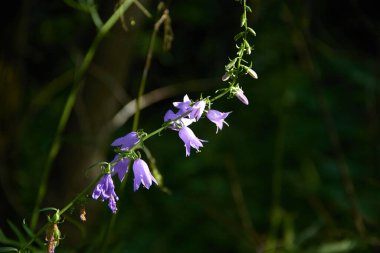 Yaban çiçekleri (çan çiçekleri) yazın (makro fotoğraf)