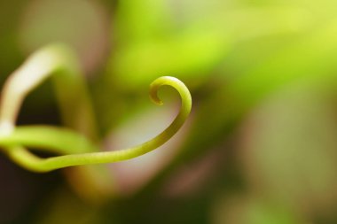 Taze üzümlerden yeşil üzüm.