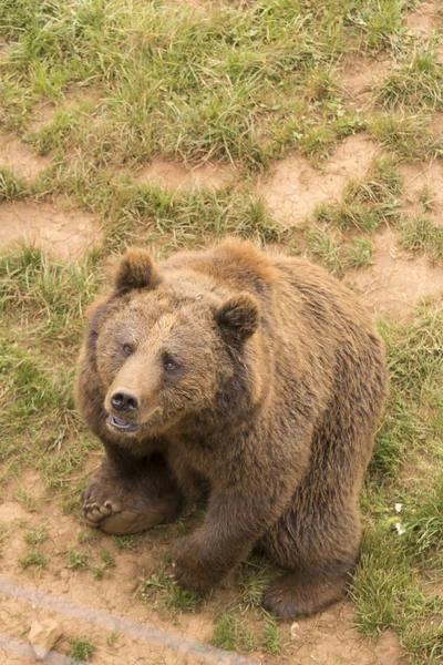 Urso Marrom Que Inicia Movimento Para Levantar Olhando Para Cima — Fotografia de Stock