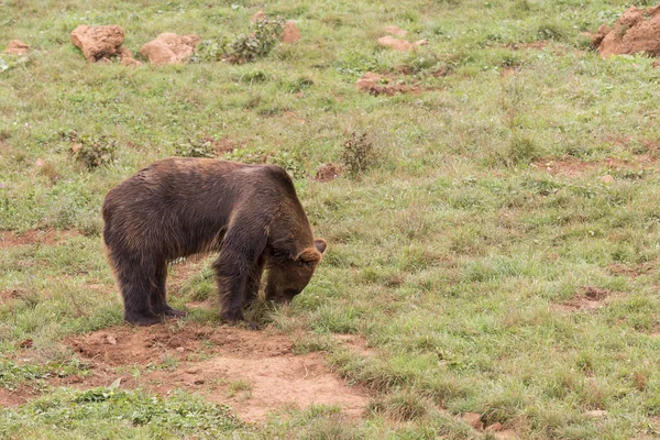 Urso Com Cabeça Para Baixo Olhando Através Grama — Fotografia de Stock