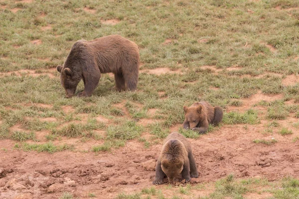 Osez Avec Deux Oursons Qui Cherchent Nourriture Dans Endroit Plein — Photo