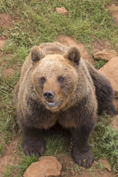 Urso Marrom Que Inicia Movimento Para Levantar Olhando Para Cima — Fotografia de Stock