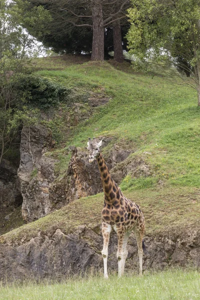Girafa Una Mancha Verde Con Árboles Fondo — Foto de Stock