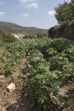 Orchard patates, içinde belgili tanımlık geçmiş Ain, Castelln, İspanya ilinin köyü