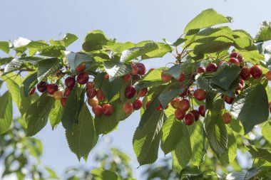 nerede kalıyor kiraz olgunlaşma farklı aşamalarında kiraz dal kadeh kapatın