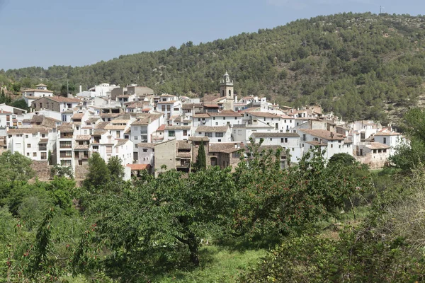 Kiraz Ağacı Meyve Içinde Belgili Tanımlık Geçmiş Ain Castelln Spanya — Stok fotoğraf