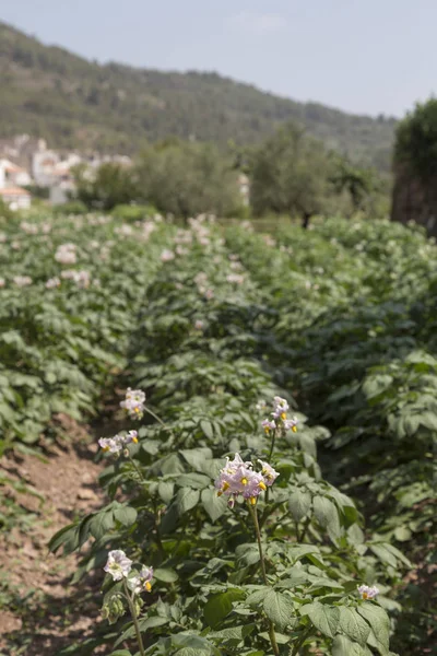 Huerto Patatas Fondo Ain Pueblo Provincia Castelln España — Foto de Stock