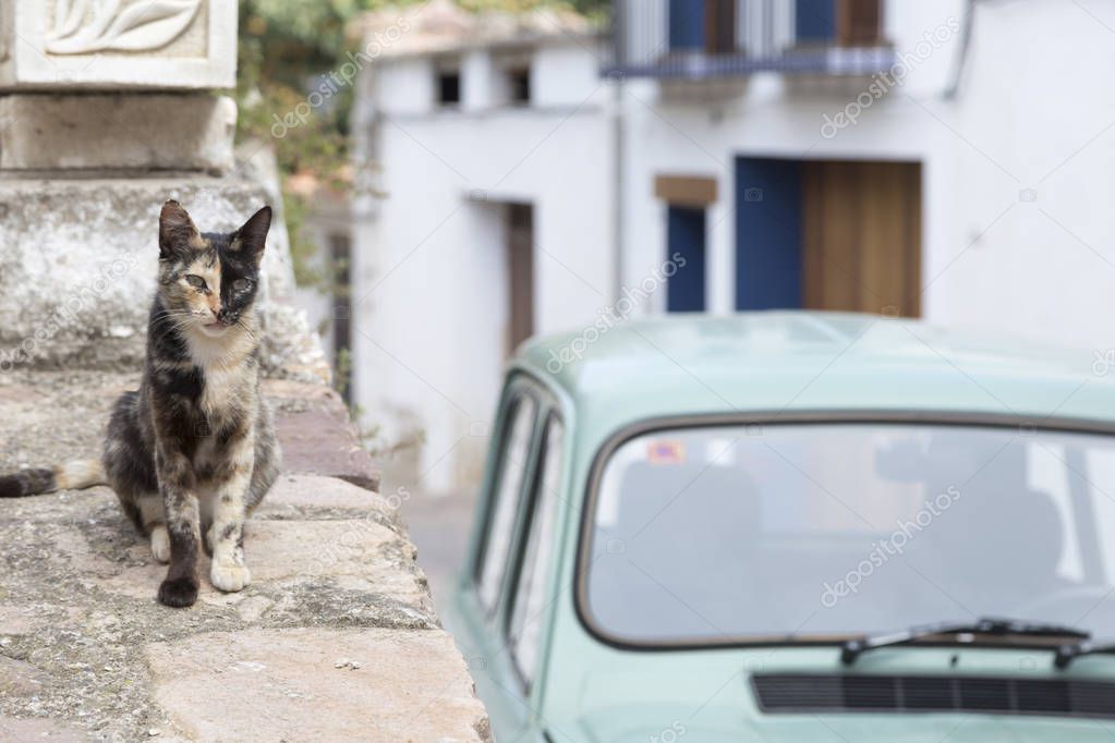 cat with two colors head in a rural environment next to an old car