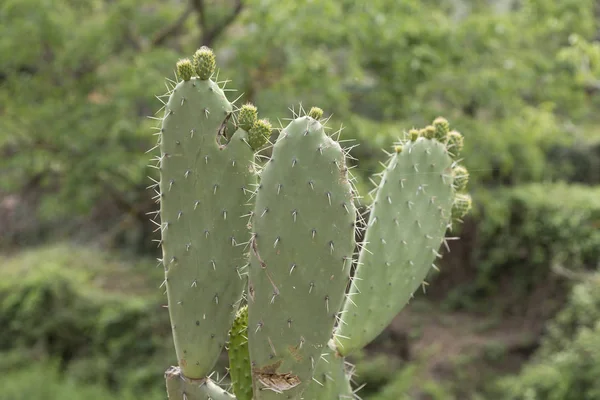 Partial View Prickly Pear Spring Several Figs Ripening Period — Stock Photo, Image