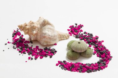 deniz kestanesi ve kırmızı ve siyah engellerin tarafından çevrili deniz conches kabukları