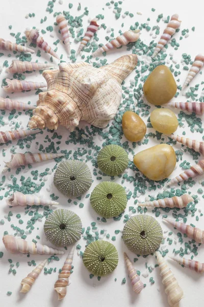 Overhead View Composition White Background Different Seashells Some Skeletons Sea — Stock Photo, Image