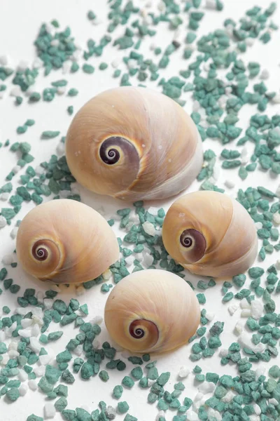 Seashells Make Spiral Pattern Placed Background Greenish White Stones — Stock Photo, Image