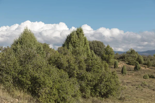 Árboles Colina Pinos Nubes Blancas Cielo Otoño Los Campos Castellón — Foto de Stock