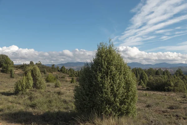 Trees Hill Pines White Clouds Sky Autumn Fields Castellon Spain — Stock Photo, Image