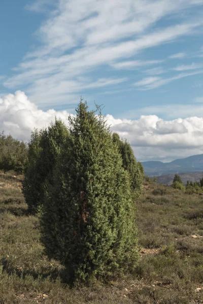 Träden Kullen Tallar Vita Moln Himlen Hösten Fälten Castellón Spanien — Stockfoto