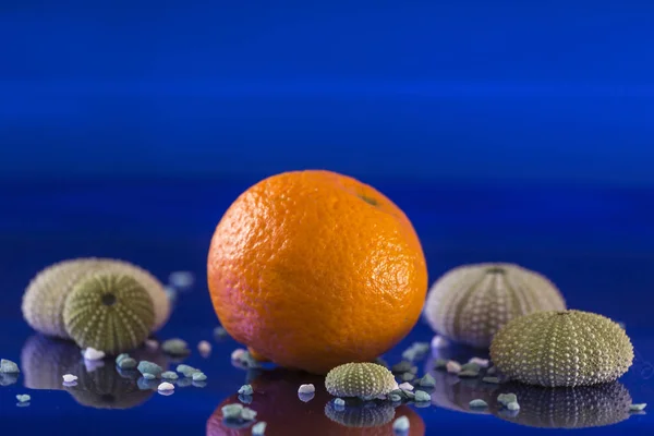 Orange Auf Leuchtend Blauem Hintergrund Daneben Muscheln Von Seeigeln Und — Stockfoto