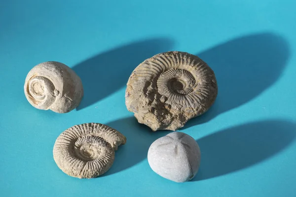 Prähistorische Fossilien Und Stein Auf Blauer Oberfläche — Stockfoto