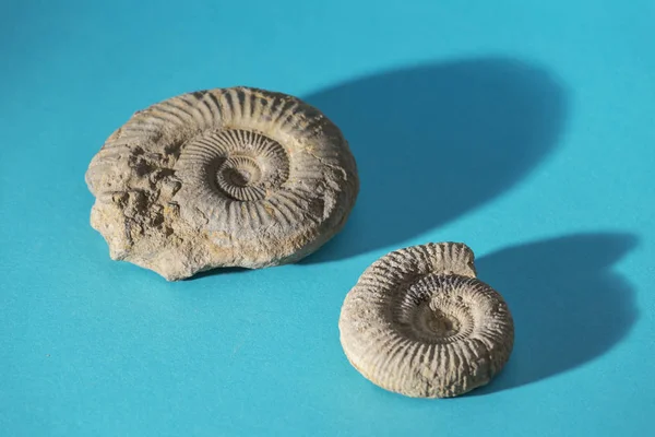 Prähistorische Fossilien Und Stein Auf Blauer Oberfläche — Stockfoto