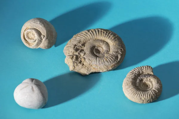 Tarih Öncesi Fosiller Mavi Bir Yüzey Üzerinde Taş — Stok fotoğraf