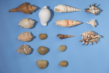 mavi arka planda taşlar, deniz kabuğu ve kabukları