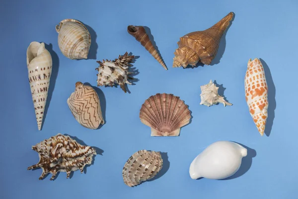 Variety of seashells on blue background — Stock Photo, Image