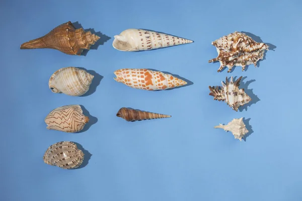 Mavi arka planda deniz kabukları çeşitliliği — Stok fotoğraf