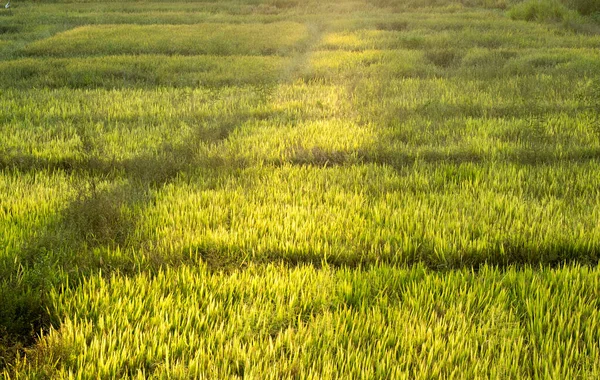 Rice Wheat Barley Fields Asia — Stock Photo, Image